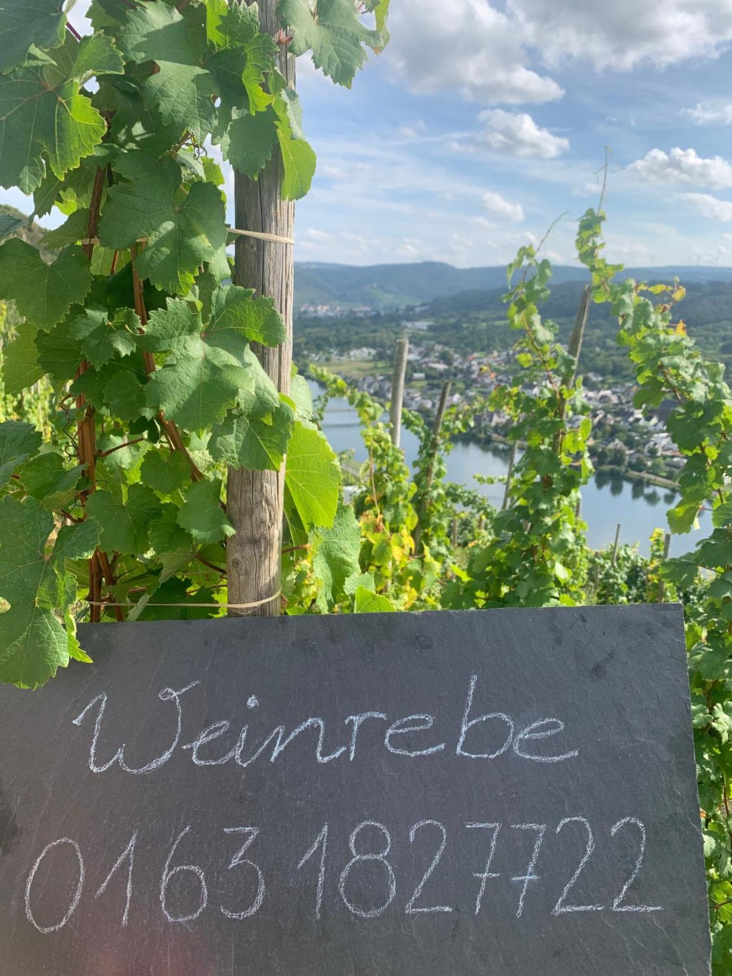 Weinrebe Apartment Bernkastel-Kues Ngoại thất bức ảnh